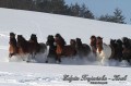 Konie huculskie zimą
