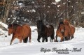 Konie huculskie zimą