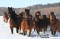 Konie huculskie zimą